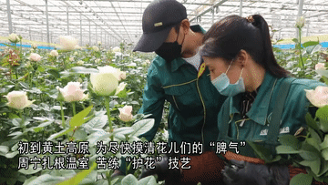 奋斗者·正青春｜“90后护花使者” 让黄土高原变最美花田