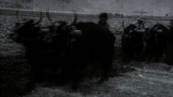 西藏百万农奴解放67周年｜雪域长歌奏华章