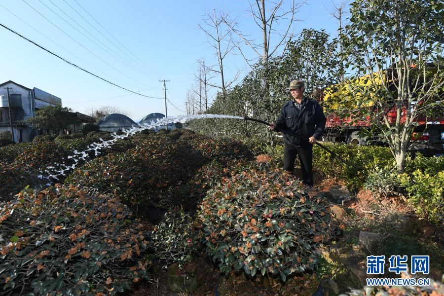 美丽茶花铺就富农路