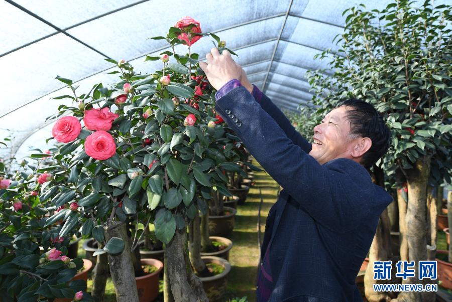 美丽茶花铺就富农路