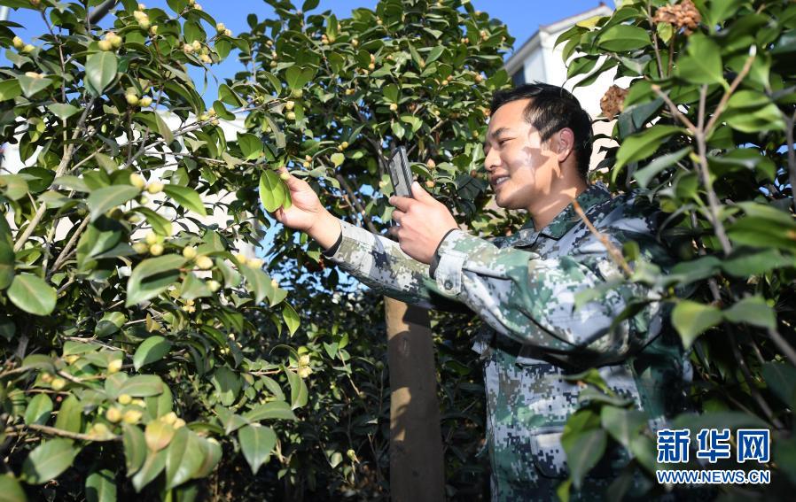 美丽茶花铺就富农路