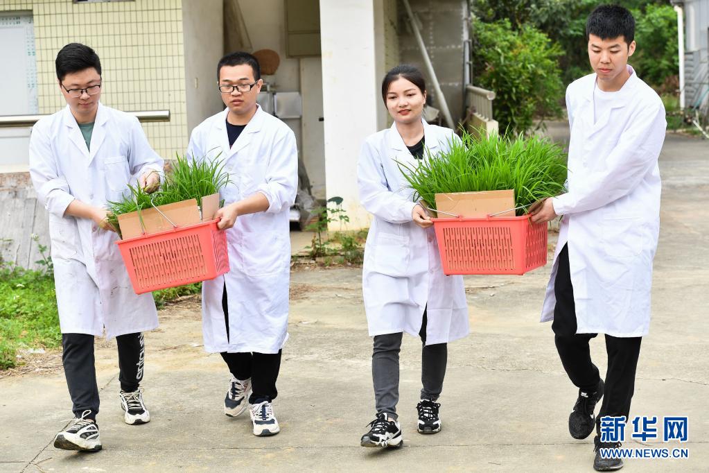 天壤之接：嫦娥五号太空稻秧苗“安家”田间