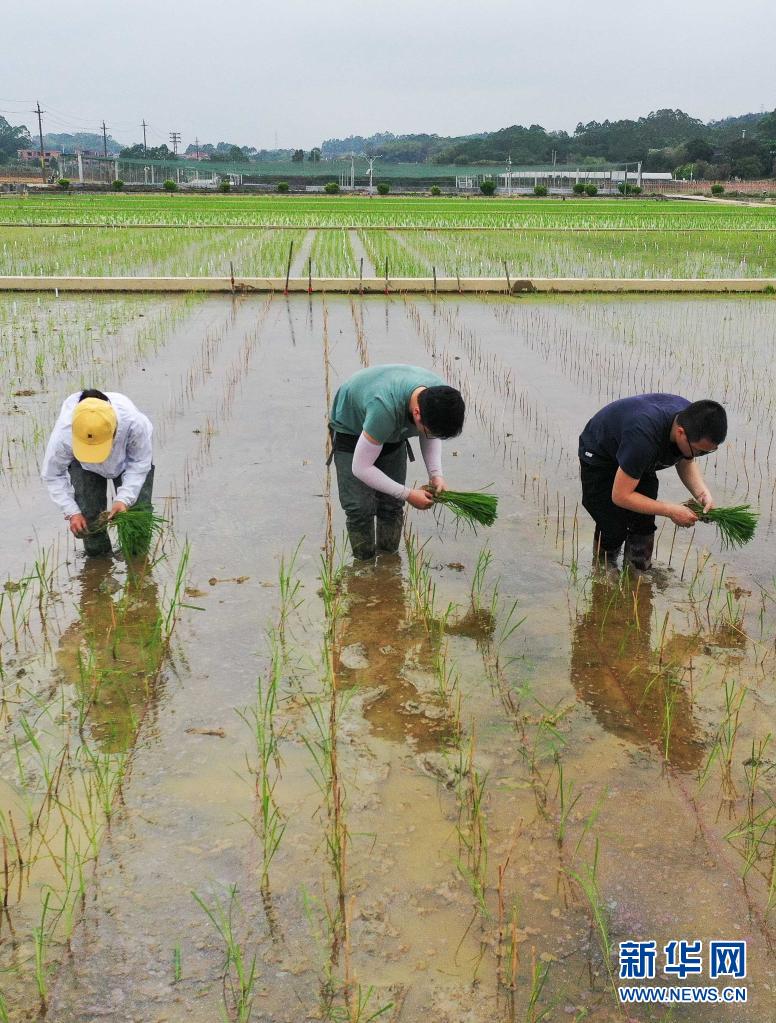 天壤之接：嫦娥五号太空稻秧苗“安家”田间