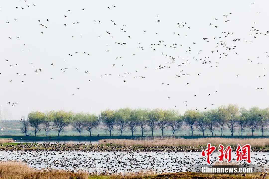 英雄湖北，“C位”复出！