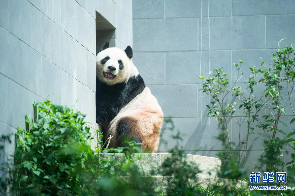 “靓仔们”的惬意生活——探访澳门大熊猫馆