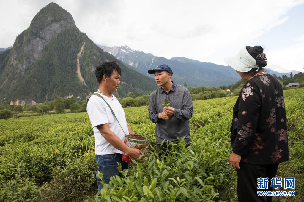 易贡茶场展新颜