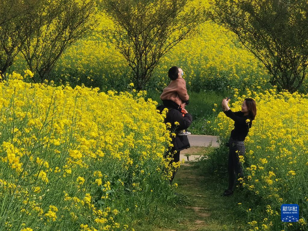 南京：油菜花开香慢城