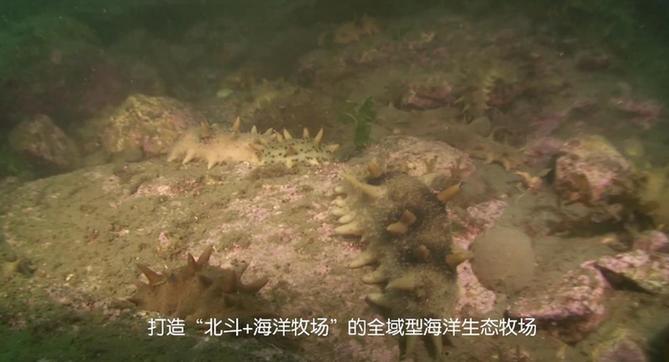 【晒晒咱的国之重器29】全域型海洋生态牧场:走向深蓝的巨型“粮仓” 【晒晒咱的国之重器29】全域型海洋生态牧场:走向深蓝的巨型“粮仓”