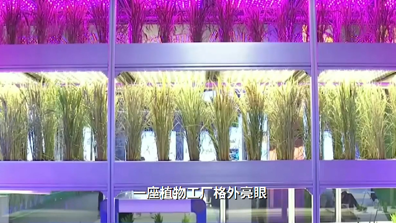 【晒晒咱的国之重器㉛】给秧苗“吃小灶”：植物工厂水稻育种加速器