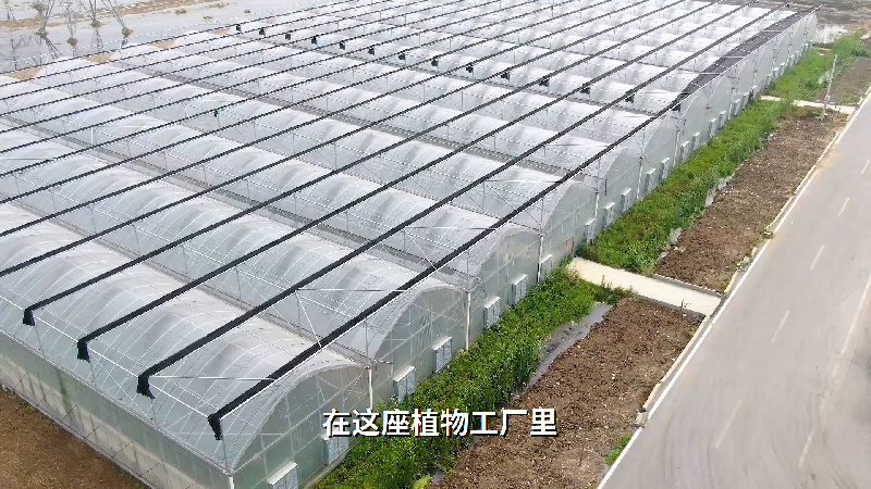 【晒晒咱的国之重器㉛】给秧苗“吃小灶”：植物工厂水稻育种加速器