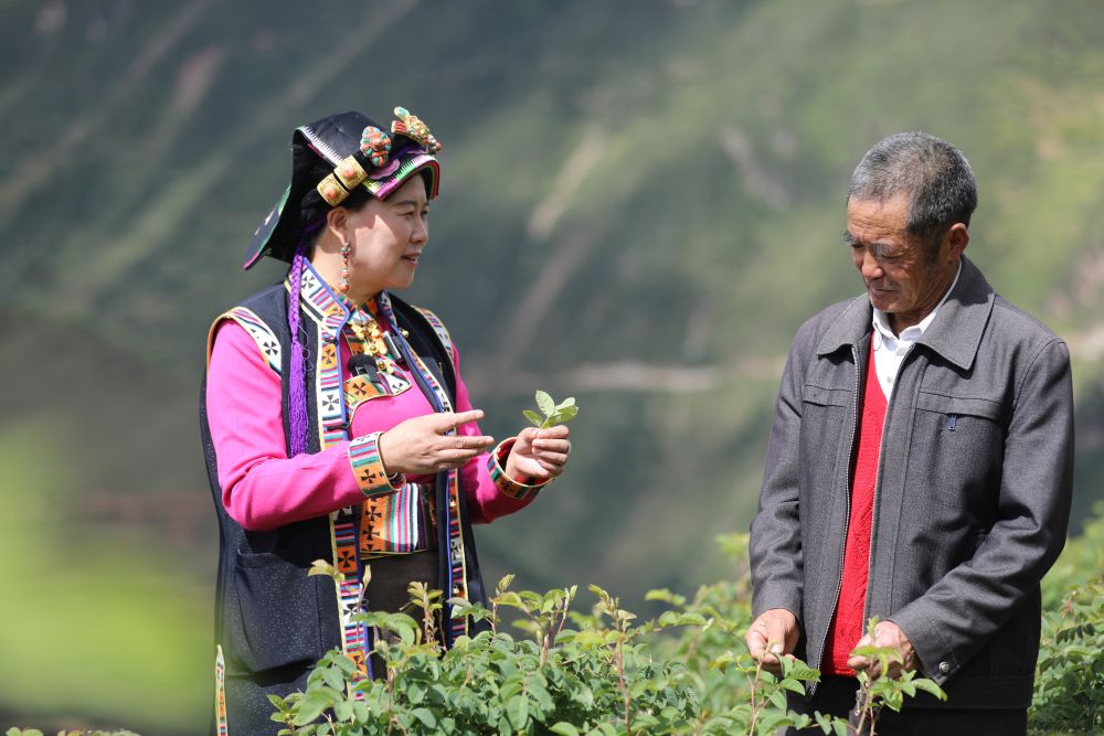 二十大代表风采 | 陈望慧：“种下”玫瑰产业带富千万家