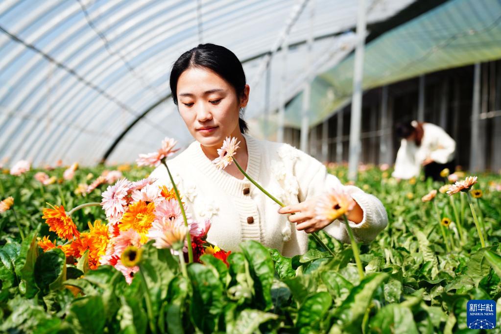 山东莒县：鲜切花铺就乡村振兴路