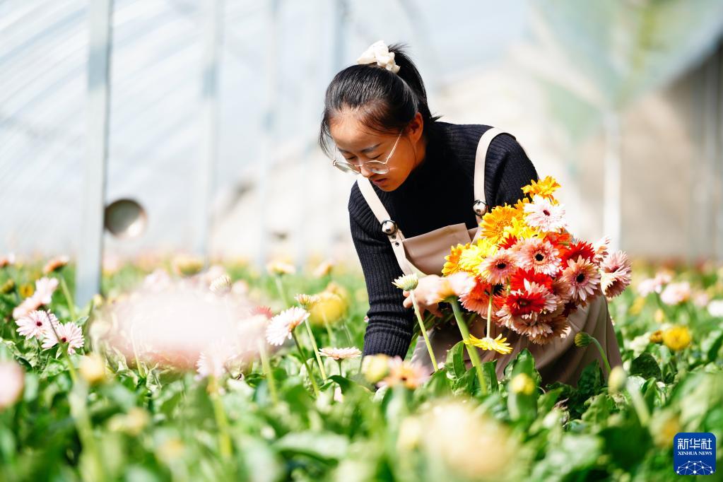 山东莒县：鲜切花铺就乡村振兴路