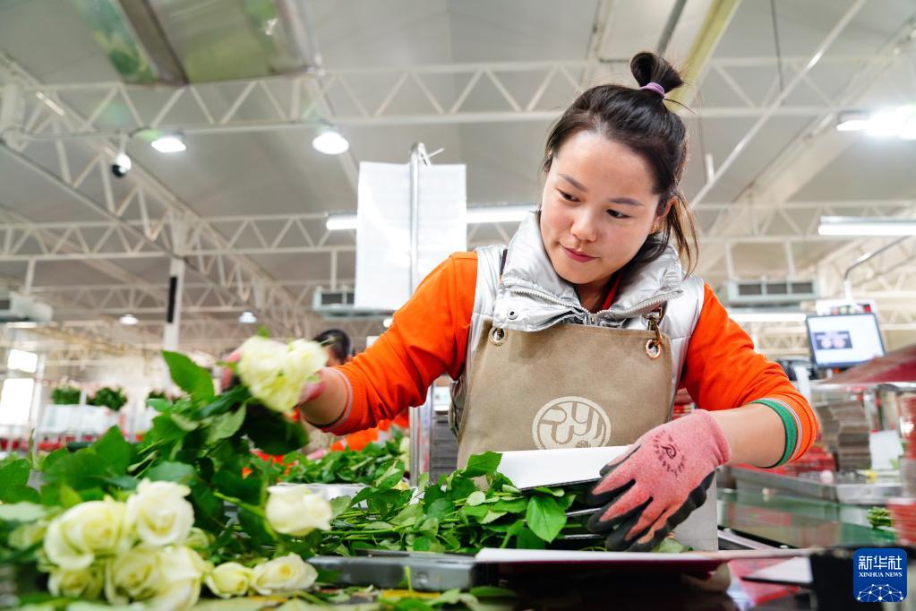 山东莒县：鲜切花铺就乡村振兴路