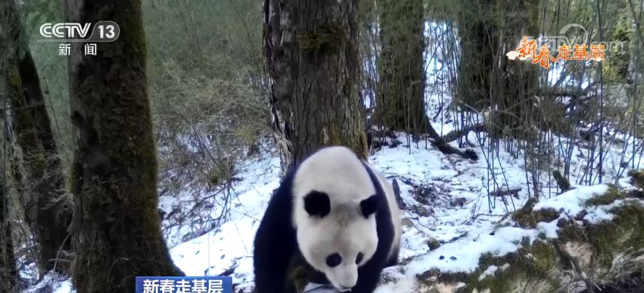 新春走基层 | 小蜜蜂守护大熊猫