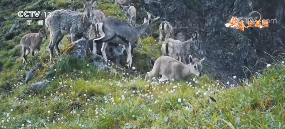 新春走基层 | 小蜜蜂守护大熊猫