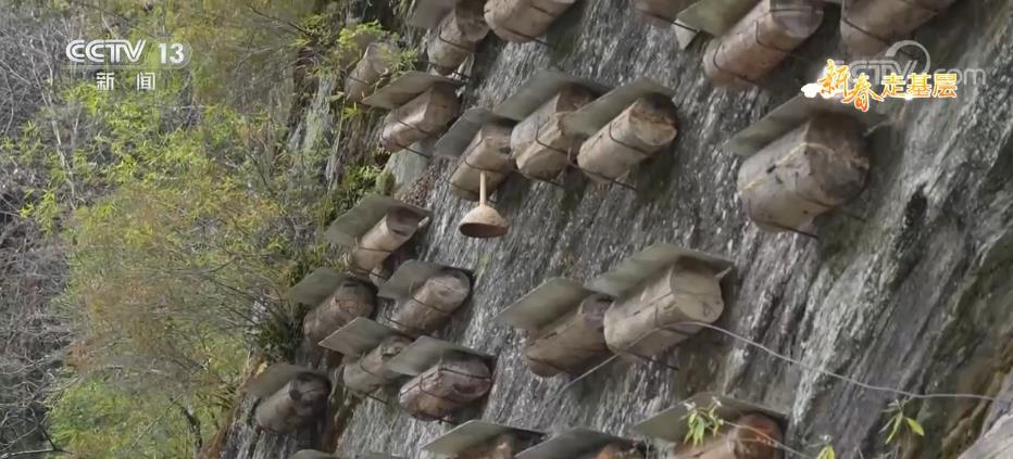 新春走基层 | 小蜜蜂守护大熊猫