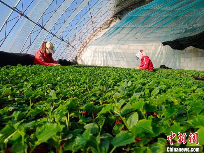 （新春走基层）85后青年返乡“跳农门”：从“水土不服”到逐梦乡野