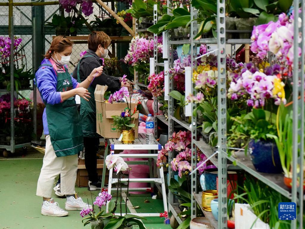 年宵花市又一春