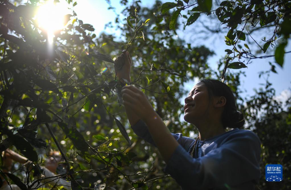 景迈山古茶林春茶开采