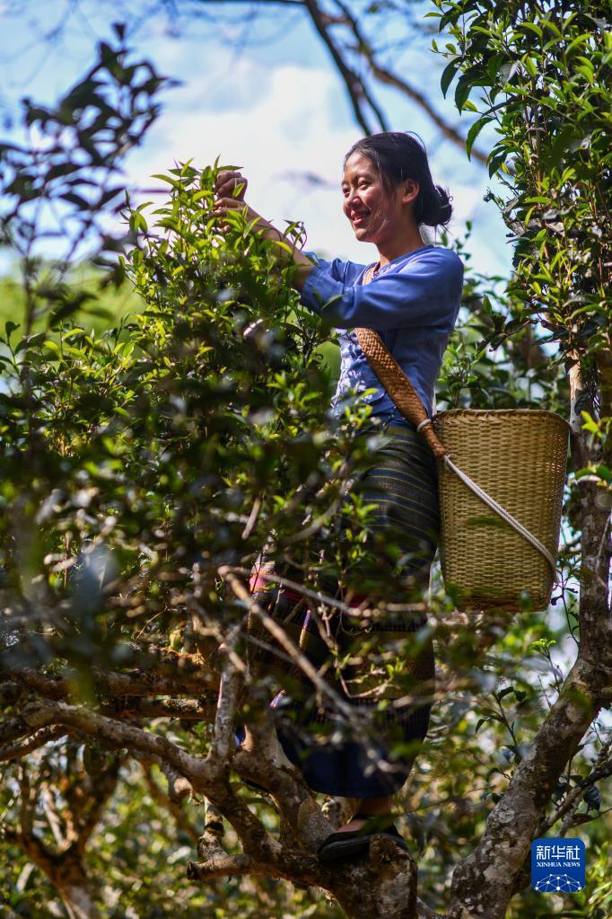 景迈山古茶林春茶开采