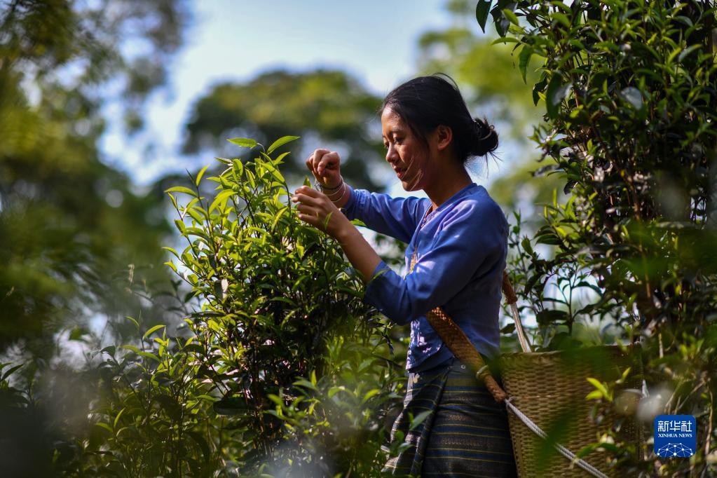 景迈山古茶林春茶开采