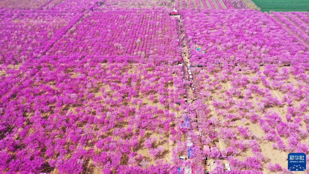 河南许昌：紫荆花开美乡村