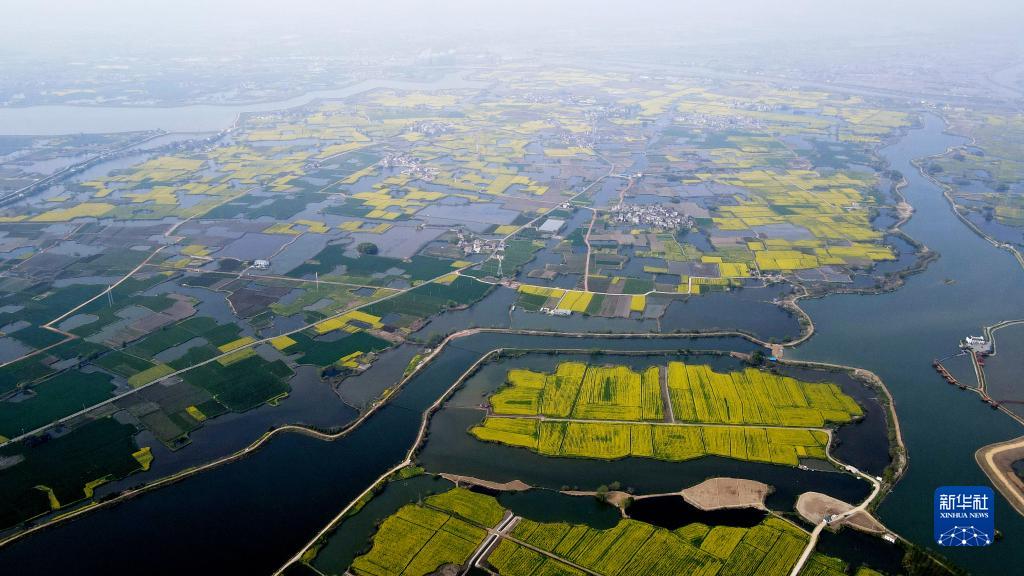 安徽芜湖：金色花海美乡村