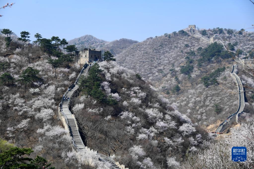 壮美山河 看长城花开