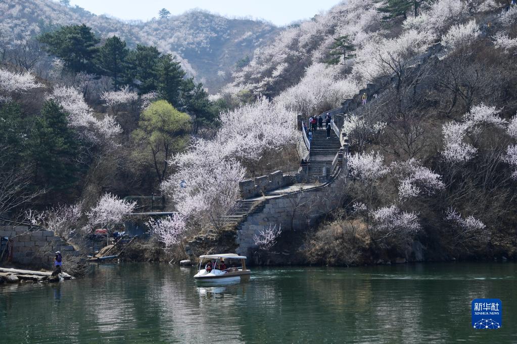 壮美山河 看长城花开