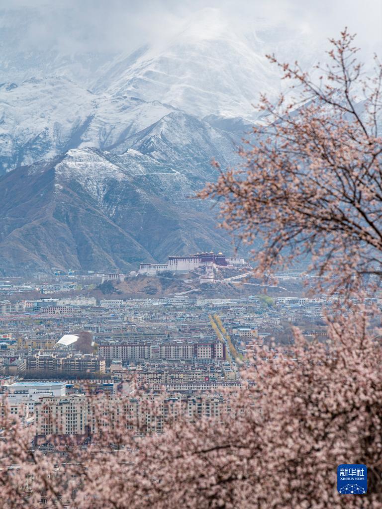 拉萨：山寺桃花引客来