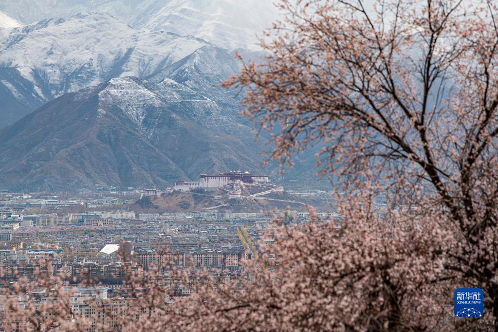 拉萨：山寺桃花引客来