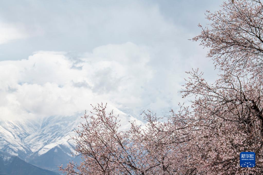 拉萨：山寺桃花引客来