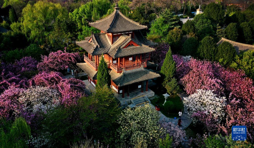 西安青龙寺遗址景区樱花盛开