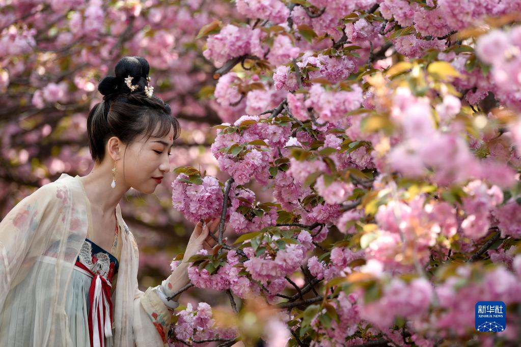 西安青龙寺遗址景区樱花盛开