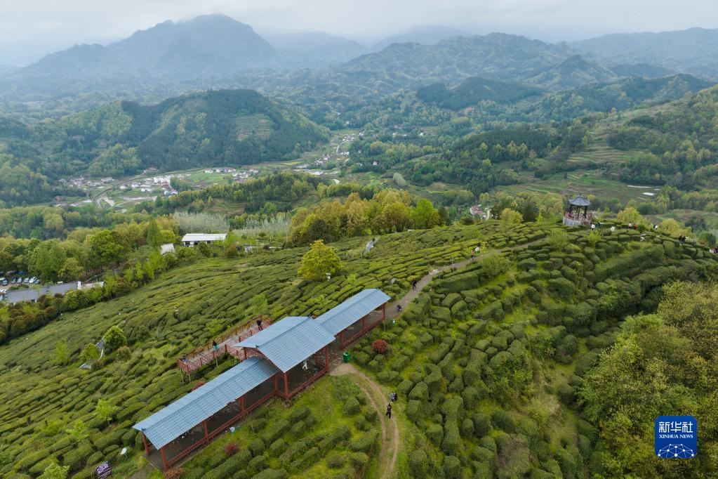 清明时节茶飘香