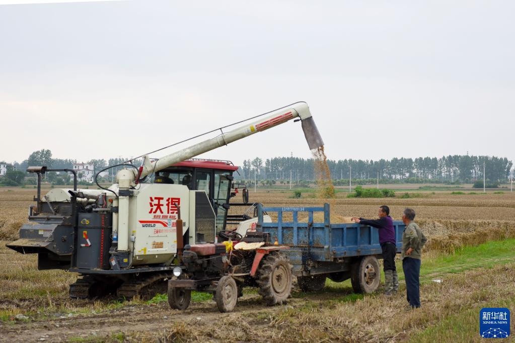 抢收、晾晒、烘干——豫南夏收一线见闻