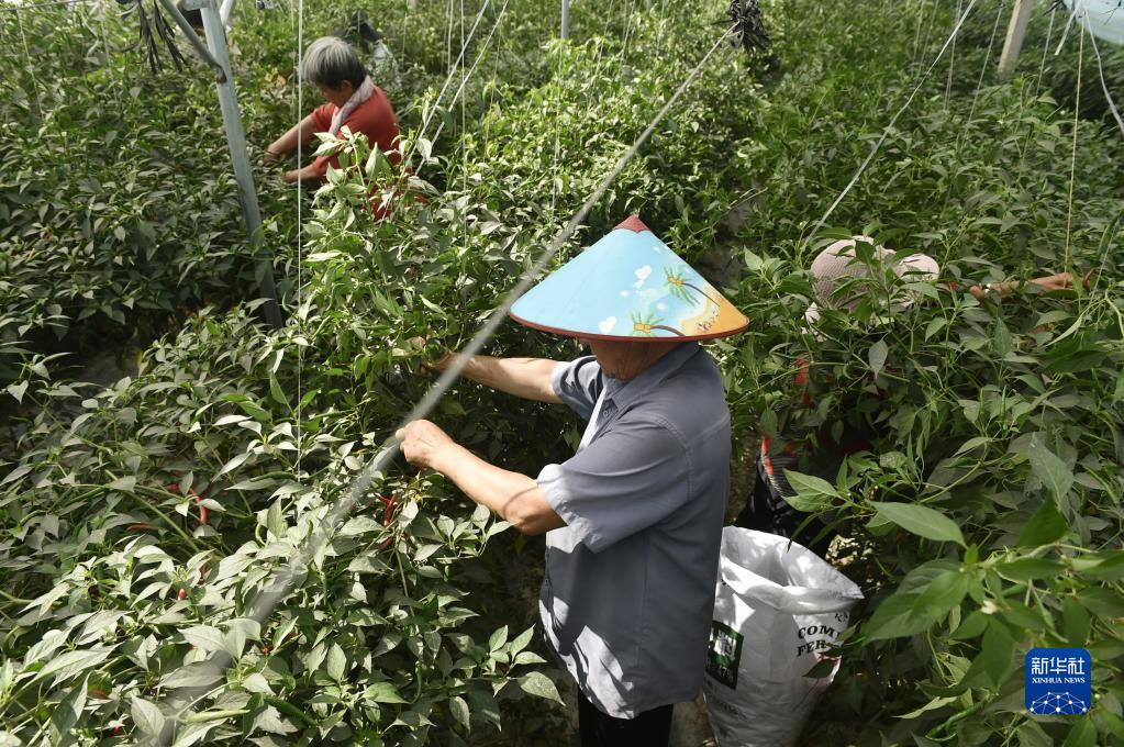 河南内黄：小辣椒“长成”大产业