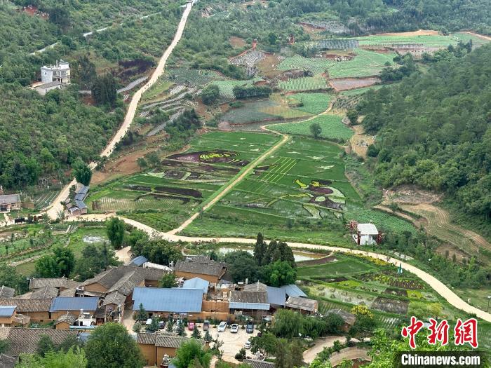 云南宜良彩色水稻迎观赏期 展乡村多彩画卷 云南宜良彩色水稻迎观赏期展乡村多彩画卷