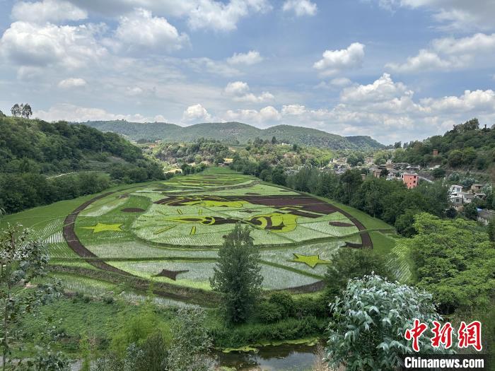 云南宜良彩色水稻迎观赏期 展乡村多彩画卷 图为彩色水稻构成画作“芯灯少女”。 中共宜良县委宣传部供图