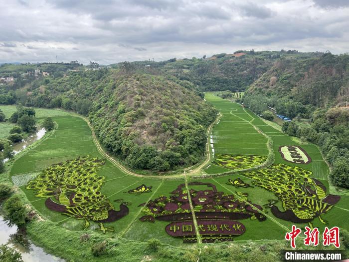 云南宜良彩色水稻迎观赏期 展乡村多彩画卷 图为两只祥瑞孔雀环绕花篮图案的彩色水稻田。 江雨珂 摄