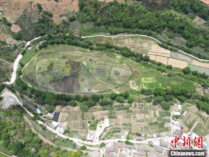 云南宜良彩色水稻迎观赏期 展乡村多彩画卷 图为彩色水稻构成画作“芯灯少女”。 中共宜良县委宣传部供图