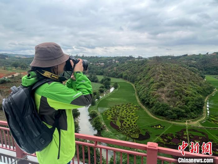 云南宜良彩色水稻迎观赏期 展乡村多彩画卷 图为游客为彩色水稻田拍照。 江雨珂 摄