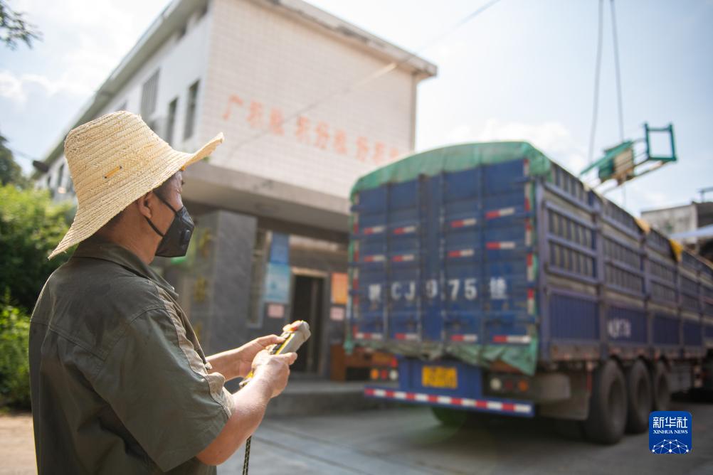 湖南安仁：夏粮收储忙