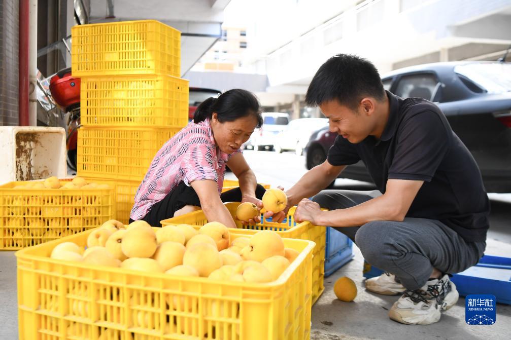 湖南炎陵：黄桃上市