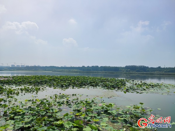 【中国式现代化的京津冀实践】从一河碧水解密三地协同“生态之钥”