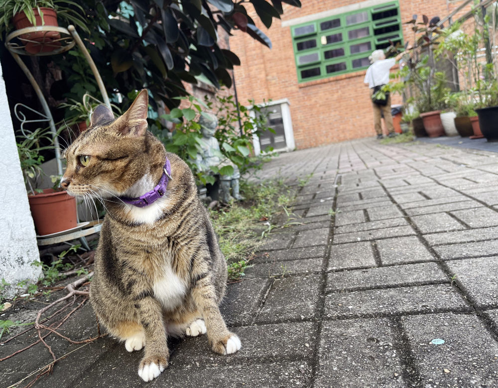 香港故事︱在九龙城区来一场城市漫步，从历史走到现在