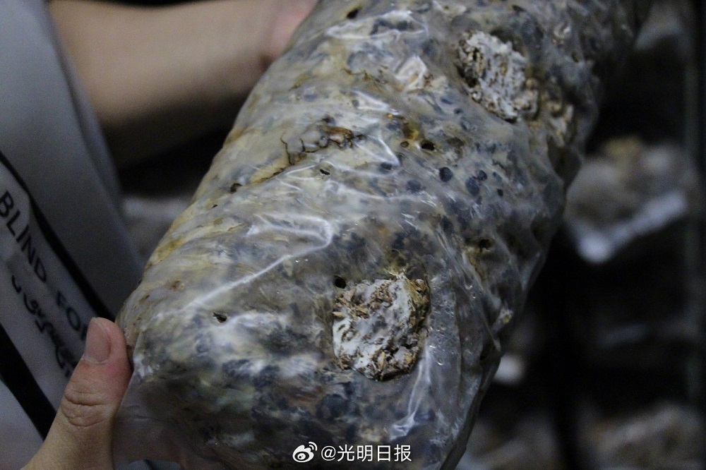 【高质量发展调研行·陕西】小小香菇如何助农脱贫
