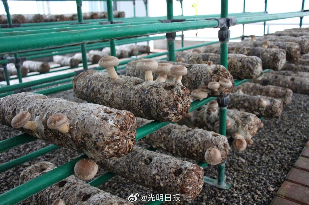 【高质量发展调研行·陕西】小小香菇如何助农脱贫
