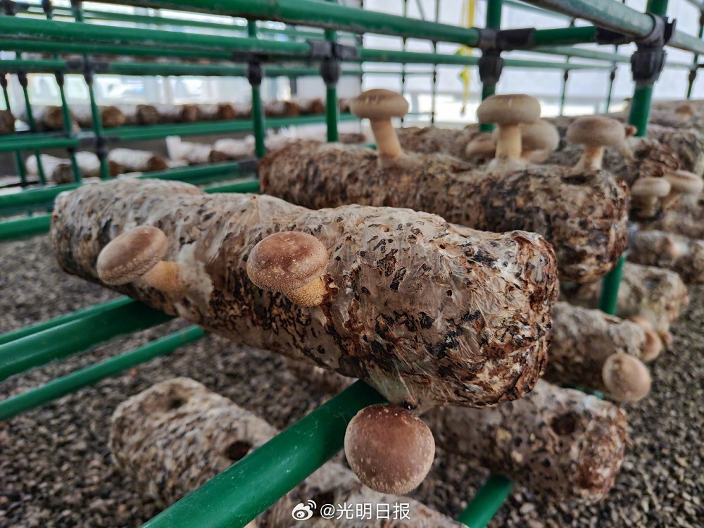【高质量发展调研行·陕西】小小香菇如何助农脱贫